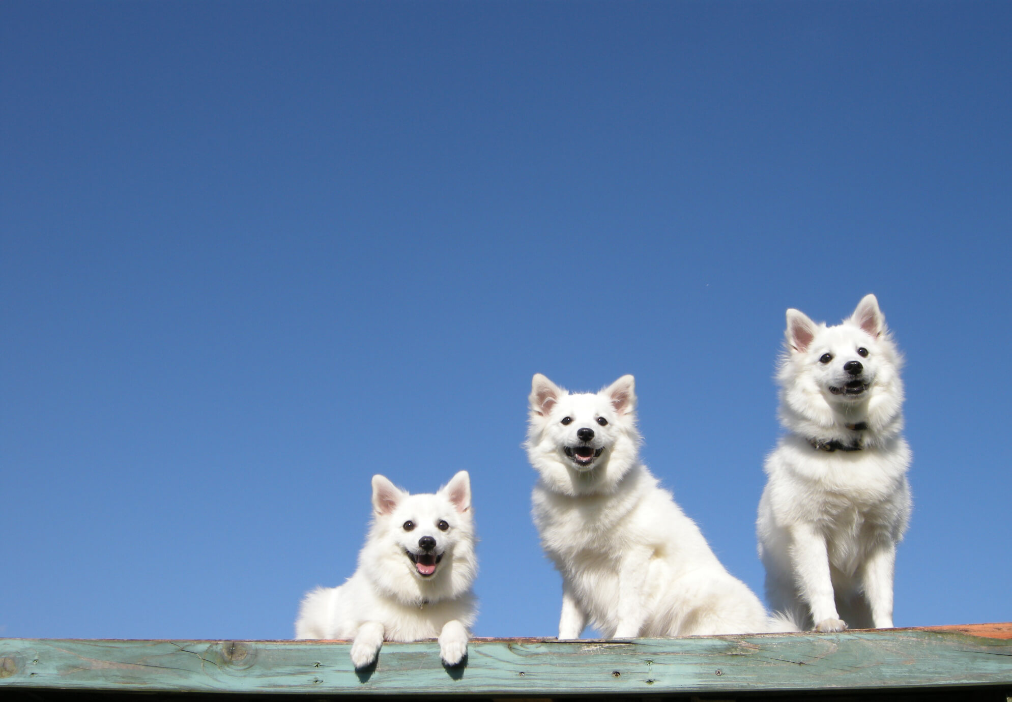 スピッツは初心者向き？向いている人・向かない人の見分け方